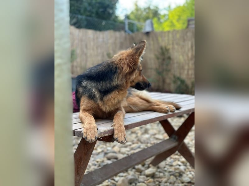 Nena, bezaubernde Herzensbrecherin, ca. 4 Jahre, ca. 42 cm, ca. 11 kg