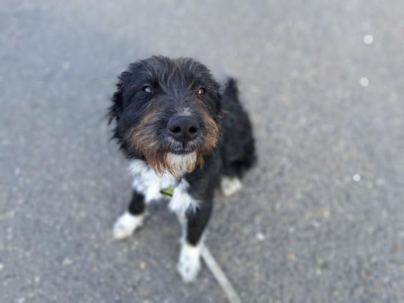 Lua, liebenswürdige Hundedame, ca. 1 Jahr, ca. 48 cm, ca 15 kg *bald in 83250 Marquarstein*