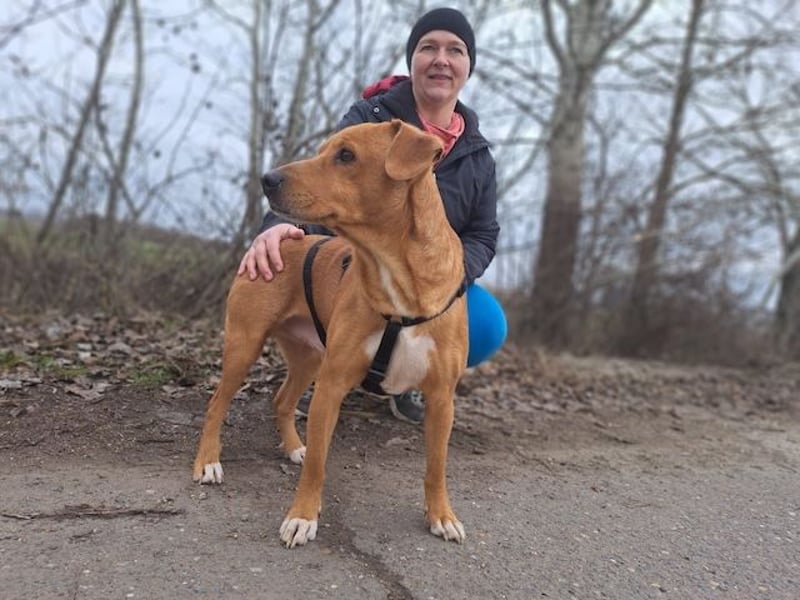 Hachiko, treuer Begleiter, ca. 8 Jahre, ca. 45 cm, ca. 18 kg