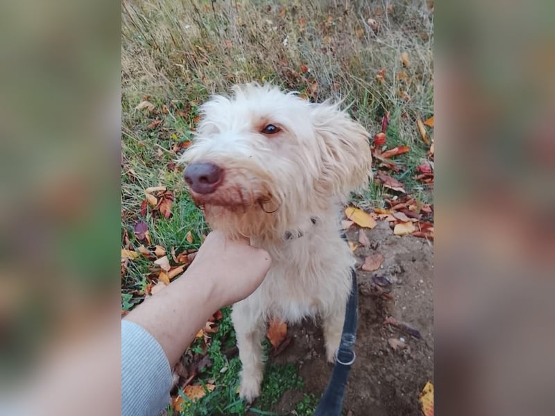 Kupak, süßer Herzensbrecher, ca. 6 Jahre, ca. 45 cm, ca. 12 kg