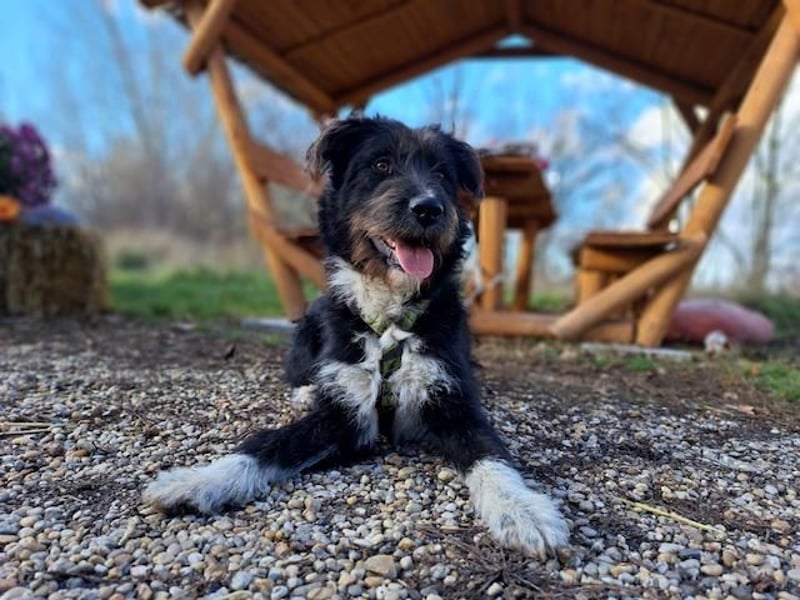 Lua, liebenswürdige Hundedame, ca. 1 Jahr, ca. 48 cm, ca 15 kg *bald in 83250 Marquarstein*