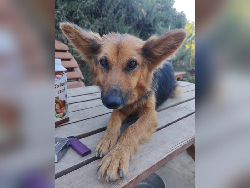 Nena, bezaubernde Herzensbrecherin, ca. 4 Jahre, ca. 42 cm, ca. 11 kg