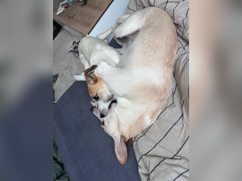 Dodo, geschundenes Hundemädchen, ca.16 kg, ca. 48 cm ca. 1 Jahr *in 66887 Jettenbach*