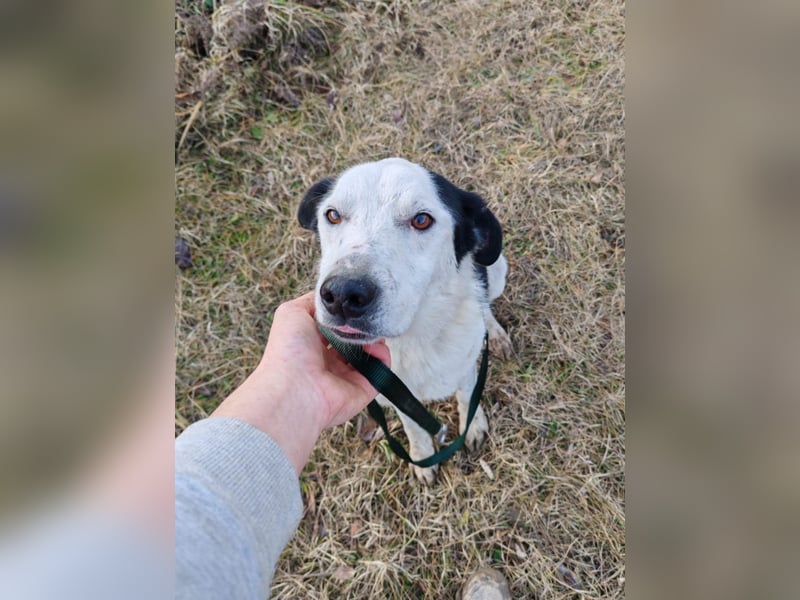 Mex – Gutmütiger Hundemann, ca 8 Jahre, ca 50 cm