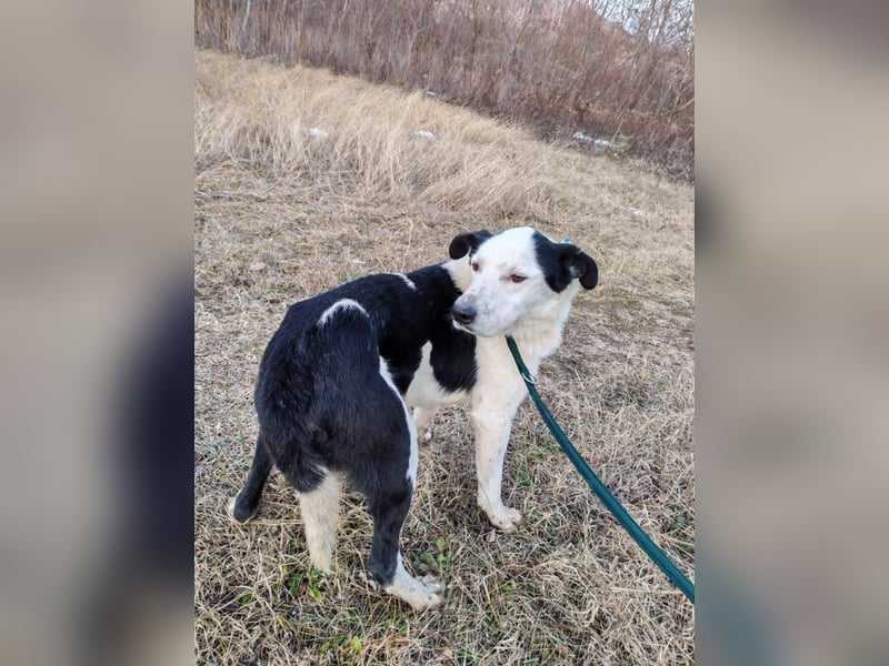 Mex – Gutmütiger Hundemann, ca 8 Jahre, ca 50 cm