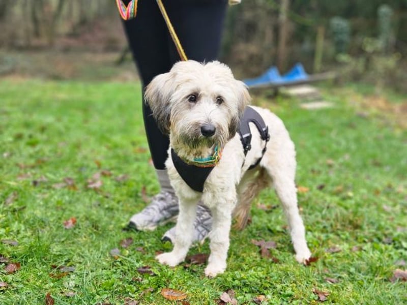 Püppi, schüchterne Hundedame, ca. 1 Jahr, ca. 44cm, ca. 15kg *in 45468 Mülheim*