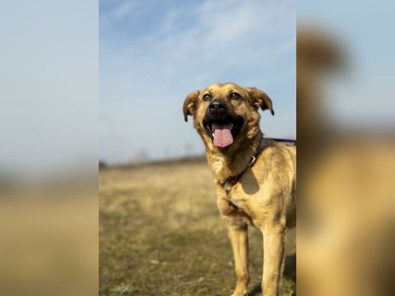 Nusi, verschmustes Energiebündel, ca. 4 Jahre, ca. 47cm, ca. 16kg *in 85591 Vatertstetten*