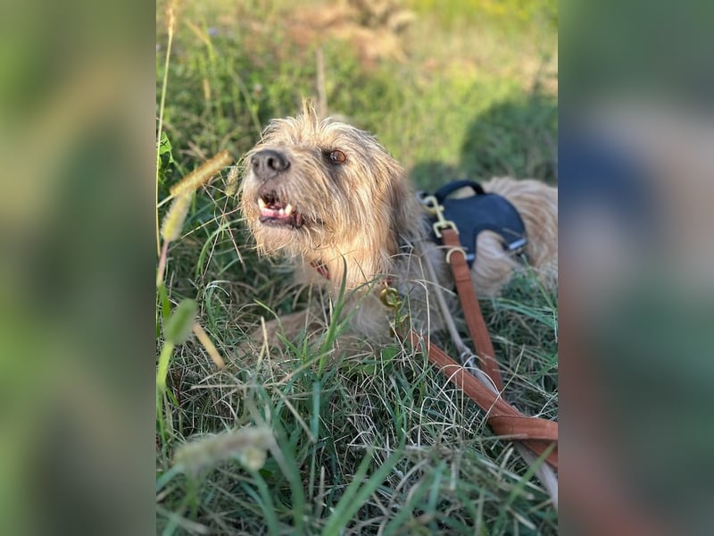 Fritzi, vorsichtiges Kämpferherz, ca. 5 Jahre, ca. 41 cm, ca. 14 kg