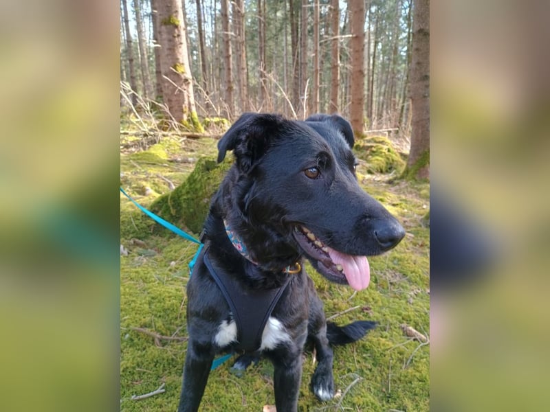 Bogár, liebevolle Herzensbrecherin, ca. 1 Jahr, ca. 47 cm, ca. 21 kg *in 88299 Leutkirch*