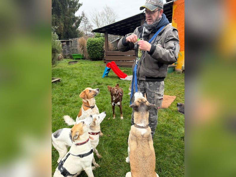 Dodo, geschundenes Hundemädchen, ca.16 kg, ca. 48 cm ca. 1 Jahr *in 66887 Jettenbach*