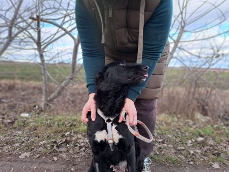 Bogár, liebevolle Herzensbrecherin, ca. 1 Jahr, ca. 47 cm, ca. 21 kg *in 88299 Leutkirch*