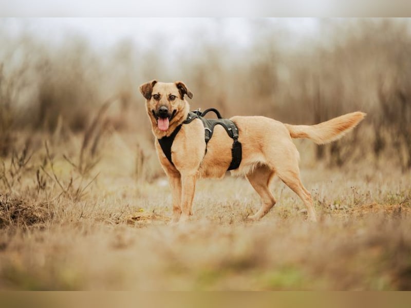 Nusi, verschmustes Energiebündel, ca. 4 Jahre, ca. 47cm, ca. 16kg *in 85591 Vatertstetten*