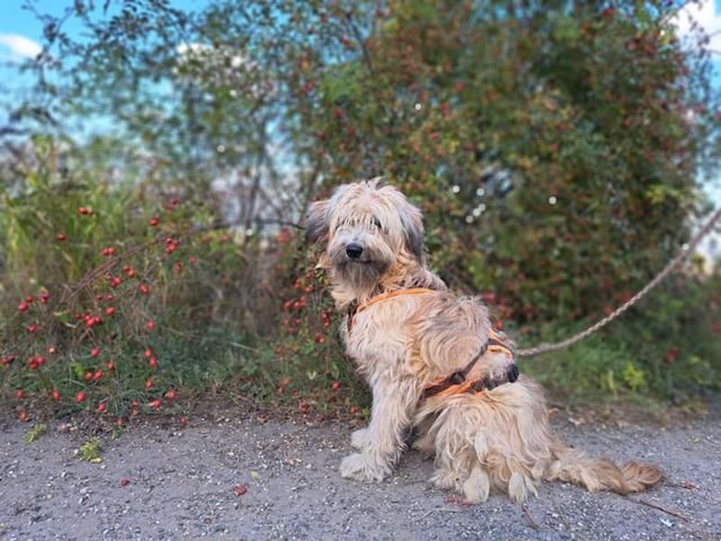 Püppi, schüchterne und liebevolle Hundedame, ca. 1 Jahre alt, ca. 44cm, ca. 15kg