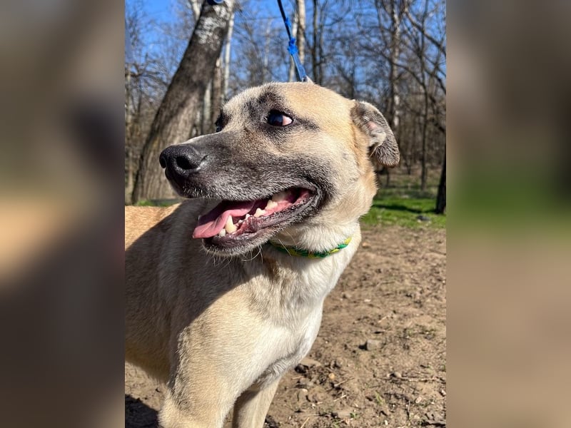 Nyüzsi, entspannter Herzenshund, ca. 2 Jahre, ca. 42 cm, ca. 18 kg *bald in 82008 Unterhaching*