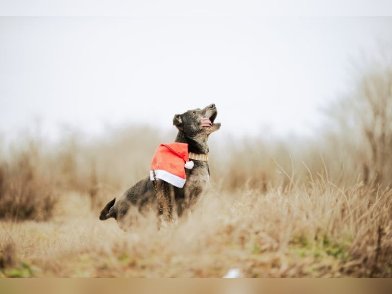 Fatima, soziale Hundedame, ca. 6 Jahre, *in 47198 Duisburg*