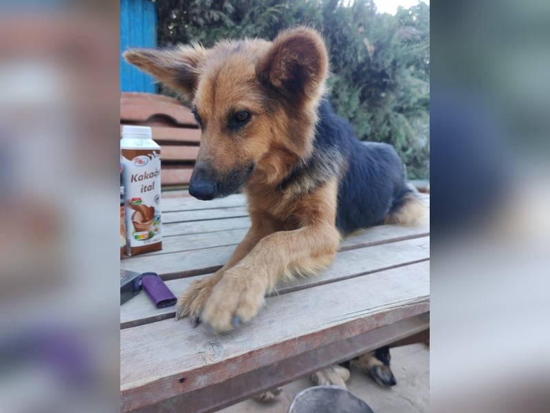 Nena, bezaubernde Herzensbrecherin, ca. 4 Jahre, ca. 42 cm, ca. 11 kg
