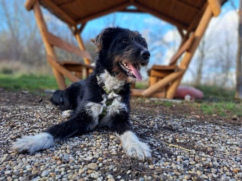 Lua, liebenswürdige Hundedame, ca. 1 Jahr, ca. 48 cm, ca 15 kg *bald in 83250 Marquarstein*