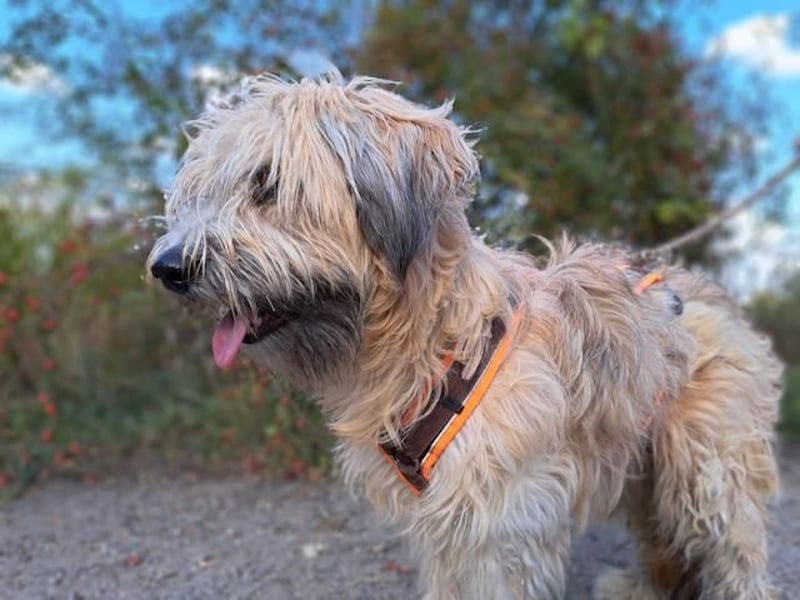 Püppi, schüchterne und liebevolle Hundedame, ca. 1 Jahre alt, ca. 44cm, ca. 15kg