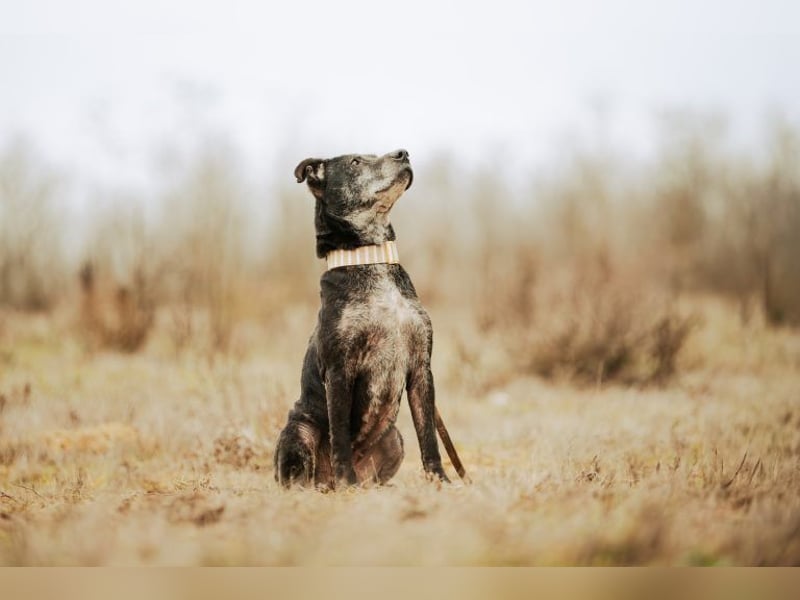 Fatima, soziale Hundedame, ca. 6 Jahre, *in 47198 Duisburg*
