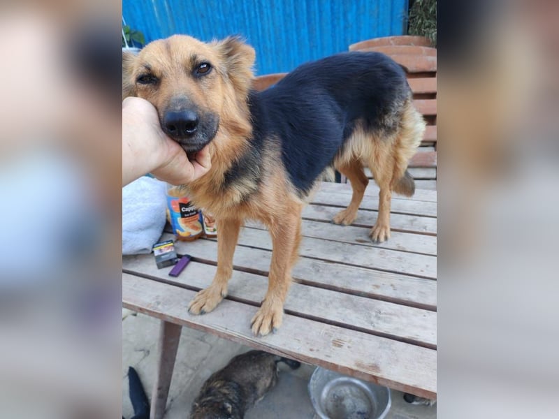 Nena, bezaubernde Herzensbrecherin, ca. 4 Jahre, ca. 42 cm, ca. 11 kg