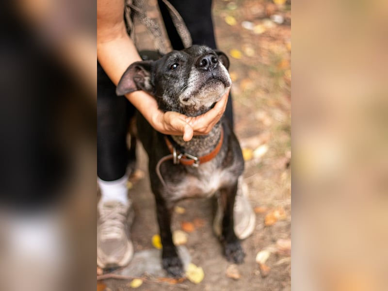 Fatima, soziale Hundedame, ca. 6 Jahre, *in 47198 Duisburg*