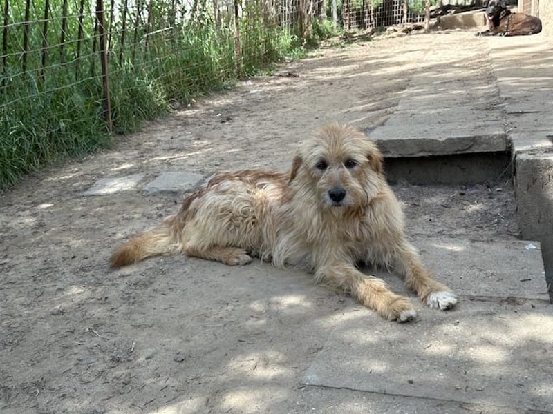 Fritzi, vorsichtiges Kämpferherz, ca. 5 Jahre, ca. 41 cm, ca. 14 kg