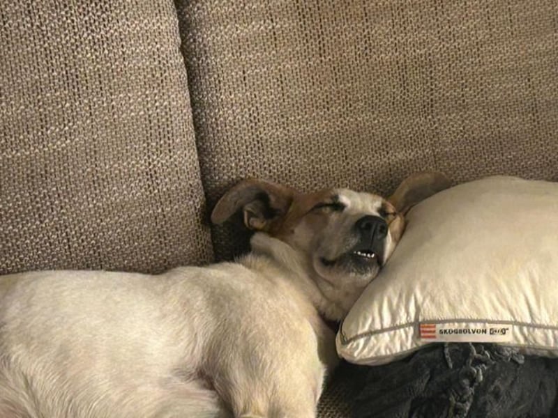 Dodo, geschundenes Hundemädchen, ca.16 kg, ca. 48 cm ca. 1 Jahr *in 66887 Jettenbach*