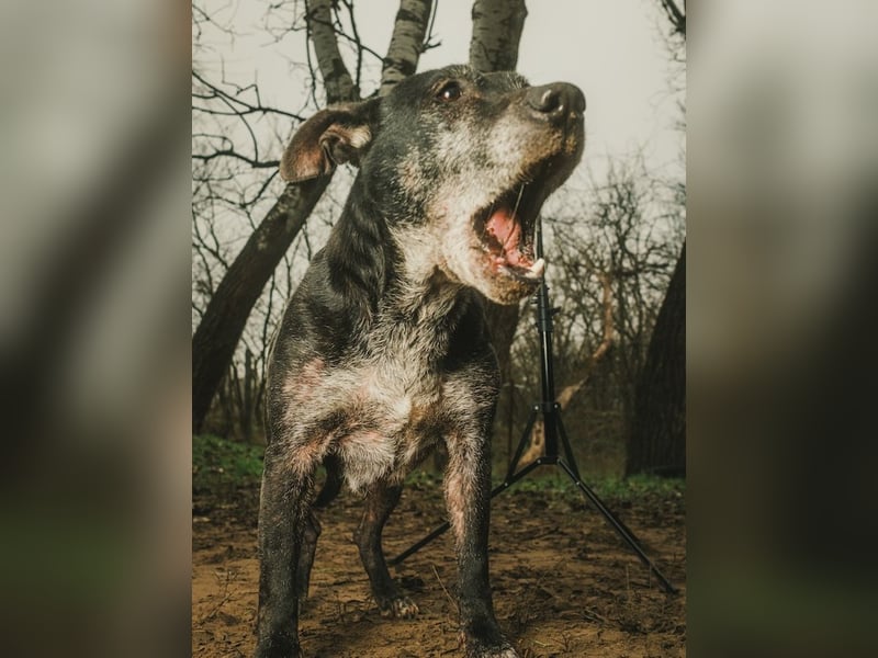 Fatima, soziale Hundedame, ca. 6 Jahre, *in 47198 Duisburg*
