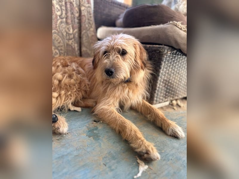 Fritzi, vorsichtiges Kämpferherz, ca. 5 Jahre, ca. 41 cm, ca. 14 kg