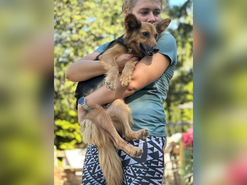 Nena, bezaubernde Herzensbrecherin, ca. 4 Jahre, ca. 42 cm, ca. 11 kg