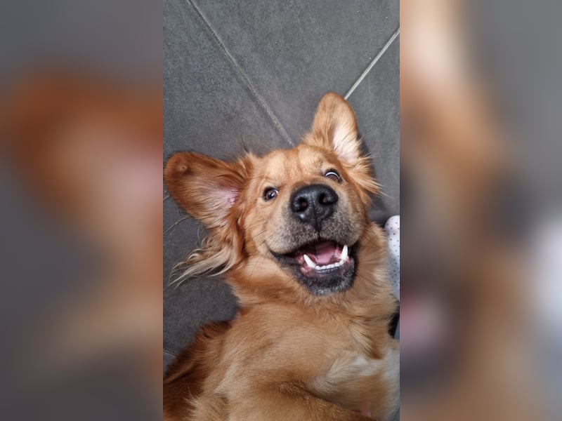 Hektor, sensibler Hundemann, 49 cm,19 kg, *in 38118 Braunschweig*
