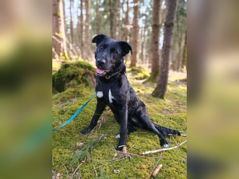 Bogár, liebevolle Herzensbrecherin, ca. 1 Jahr, ca. 47 cm, ca. 21 kg *in 88299 Leutkirch*