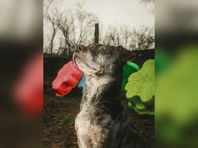 Fatima, soziale Hundedame, ca. 6 Jahre, *in 47198 Duisburg*