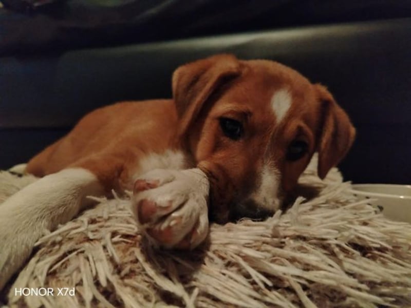 Luca, verspielte Herzensbrecherin, ca. 3 Monate, ca. 24 cm, ca. 4 kg