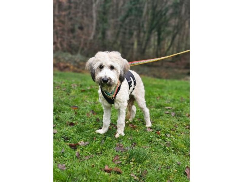 Püppi, schüchterne Hundedame, ca. 1 Jahr, ca. 44cm, ca. 15kg *in 45468 Mülheim*