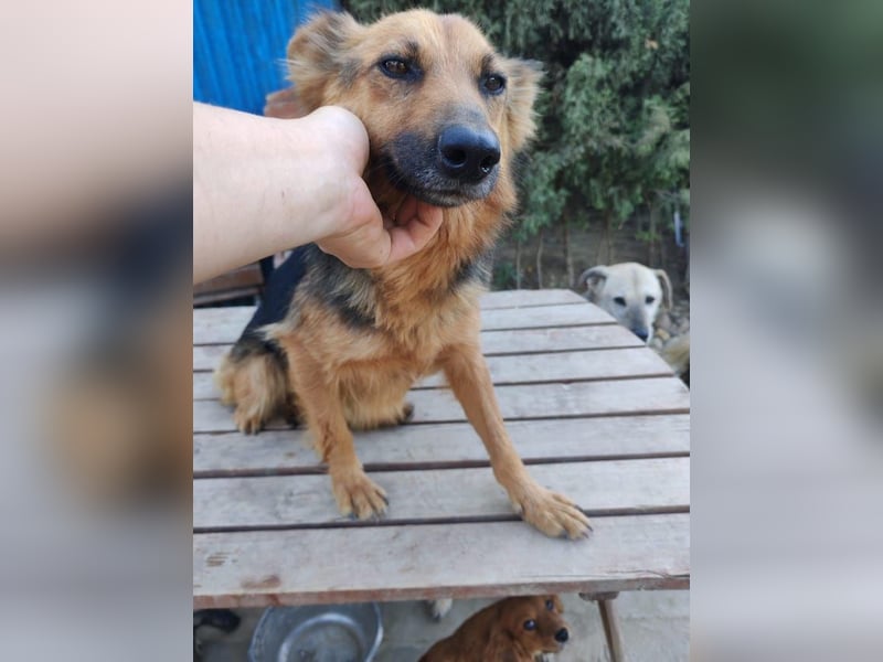 Nena, bezaubernde Herzensbrecherin, ca. 4 Jahre, ca. 42 cm, ca. 11 kg