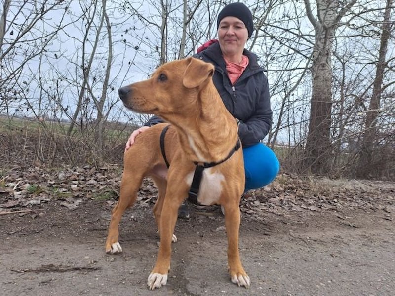 Hachiko, treuer Begleiter, ca. 8 Jahre, ca. 45 cm, ca. 18 kg