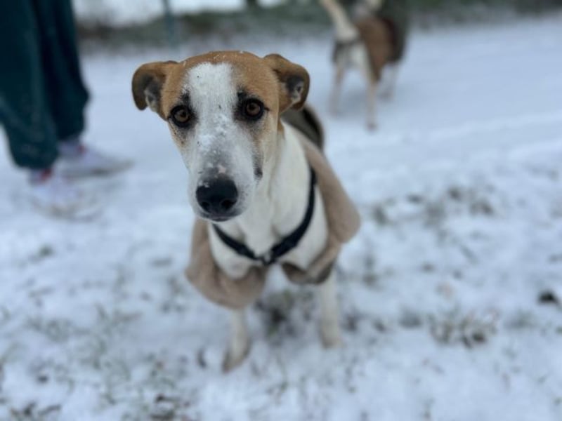 Dodo, geschundenes Hundemädchen, ca.16 kg, ca. 48 cm ca. 1 Jahr *in 66887 Jettenbach*