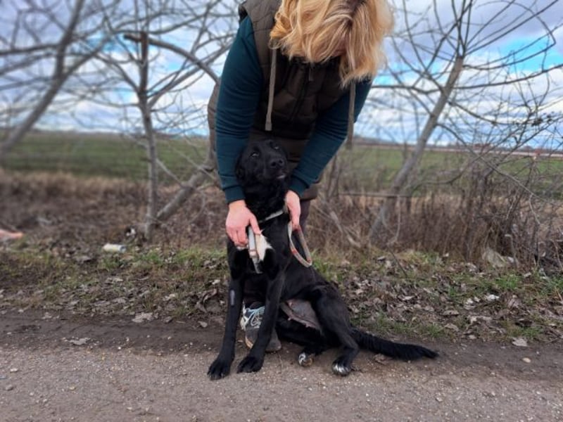Bogár, liebevolle Herzensbrecherin, ca. 1 Jahr, ca. 47 cm, ca. 21 kg *in 88299 Leutkirch*