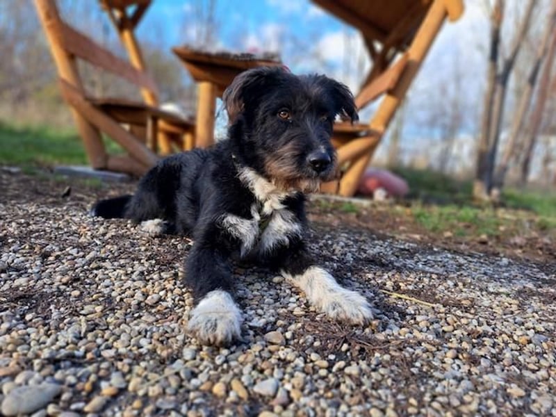 Lua, liebenswürdige Hundedame, ca. 1 Jahr, ca. 48 cm, ca 15 kg *bald in 83250 Marquarstein*