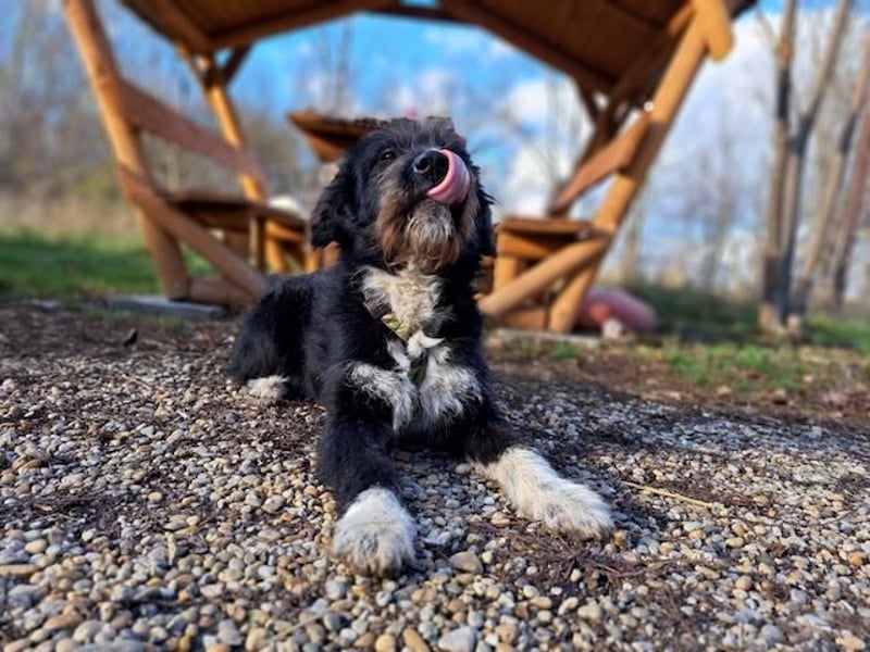 Lua, liebenswürdige Hundedame, ca. 1 Jahr, ca. 48 cm, ca 15 kg *bald in 83250 Marquarstein*