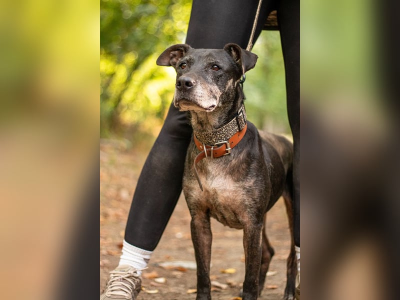Fatima, soziale Hundedame, ca. 6 Jahre, *in 47198 Duisburg*