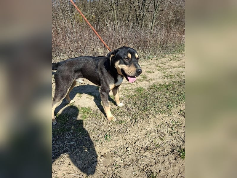 Blacky, fröhlicher Junghund, ca. 10 Monate, ca. 48 cm, ca. 16 kg