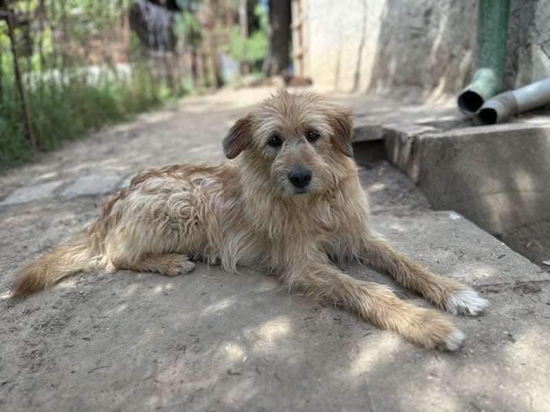 Fritzi, vorsichtiges Kämpferherz, ca. 5 Jahre, ca. 41 cm, ca. 14 kg