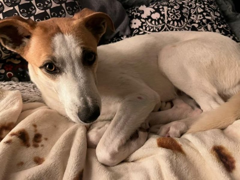 Dodo, geschundenes Hundemädchen, ca.16 kg, ca. 48 cm ca. 1 Jahr *in 66887 Jettenbach*