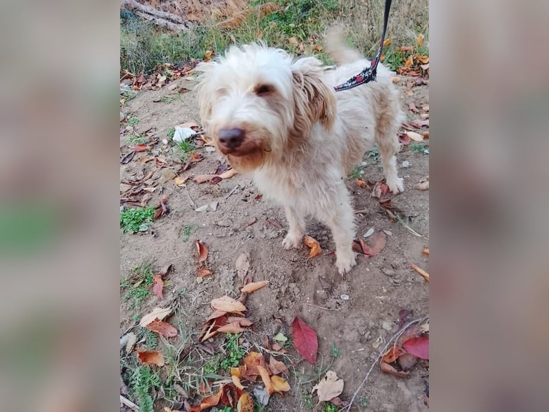 Kupak, süßer Herzensbrecher, ca. 6 Jahre, ca. 45 cm, ca. 12 kg