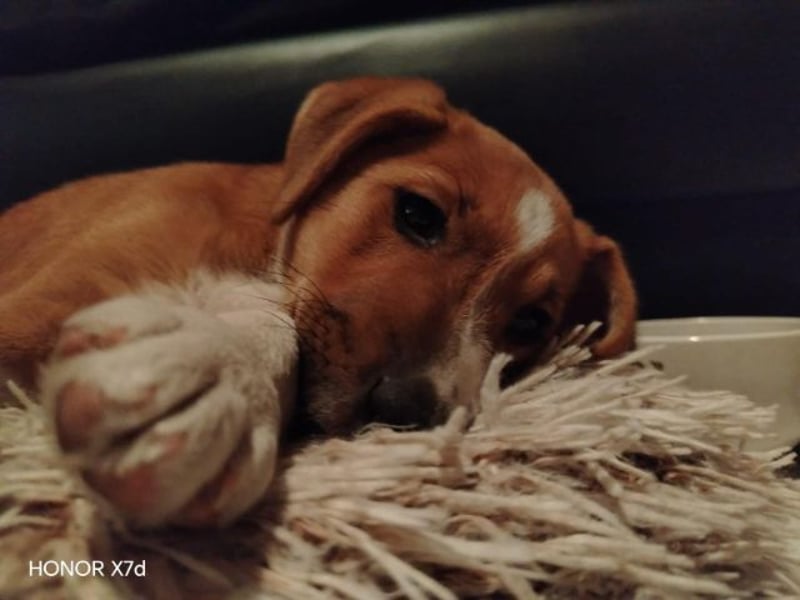 Luca, verspielte Herzensbrecherin, ca. 3 Monate, ca. 24 cm, ca. 4 kg