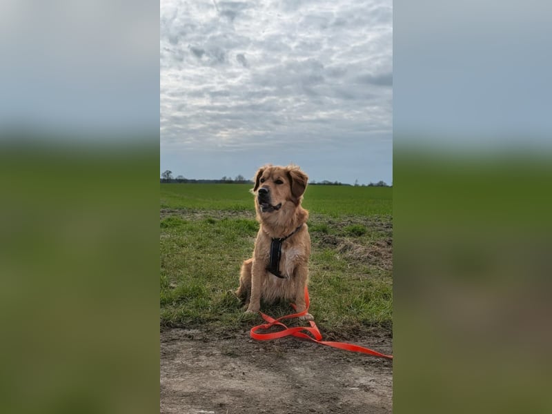 Hektor, sensibler Hundemann, 49 cm,19 kg, *in 38118 Braunschweig*