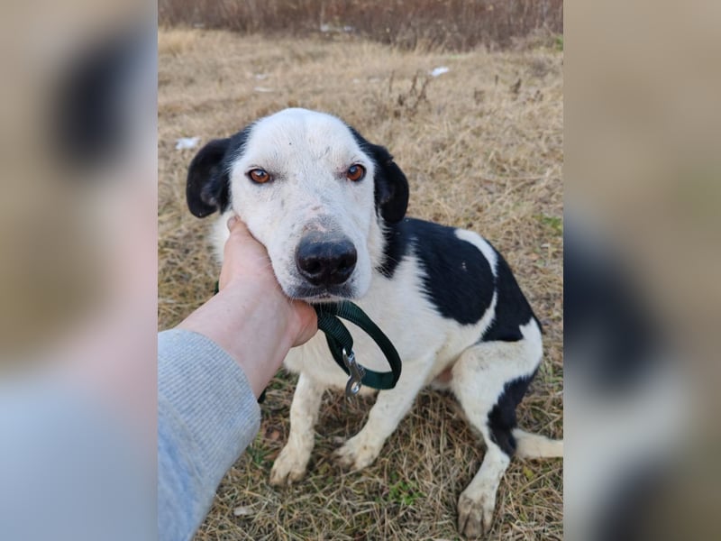 Mex – Gutmütiger Hundemann, ca 8 Jahre, ca 50 cm