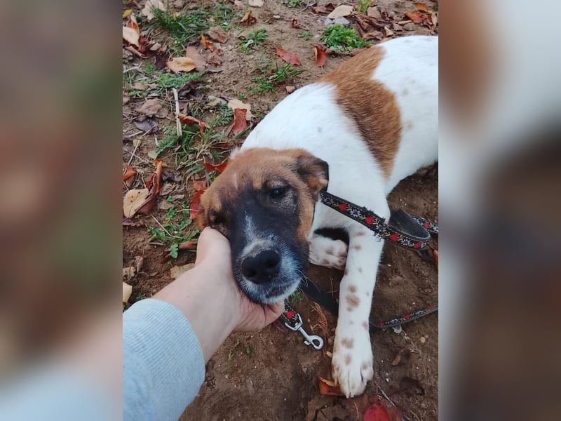 Wolfgang, lustiger Junghund, ca. 6 Monate, ca. 46 cm, ca. 13 kg